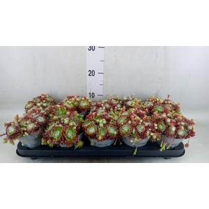 Sempervivum   ...