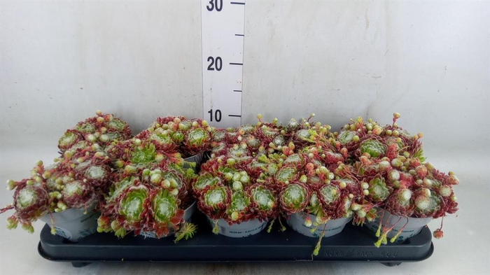 <h4>Sempervivum   ...</h4>