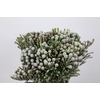 Kaaps Groen Silver Brunia