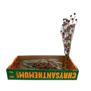 Capsicum Red Branch!!