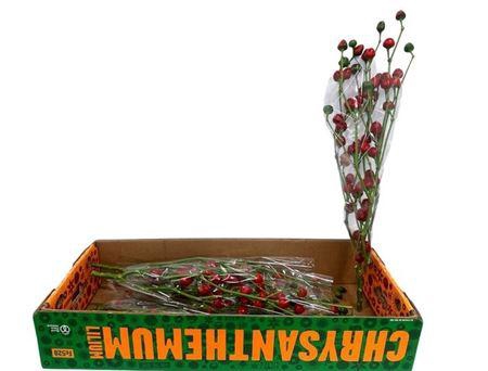 <h4>Capsicum Red Branch!!</h4>