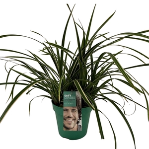 Carex morrowii Ice Dance GROEN
