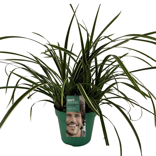 <h4>Carex morrowii Ice Dance GROEN</h4>