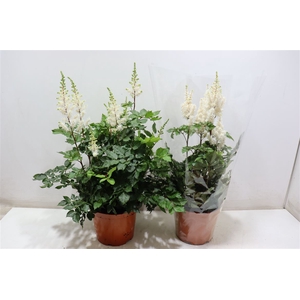 Astilbe Overig