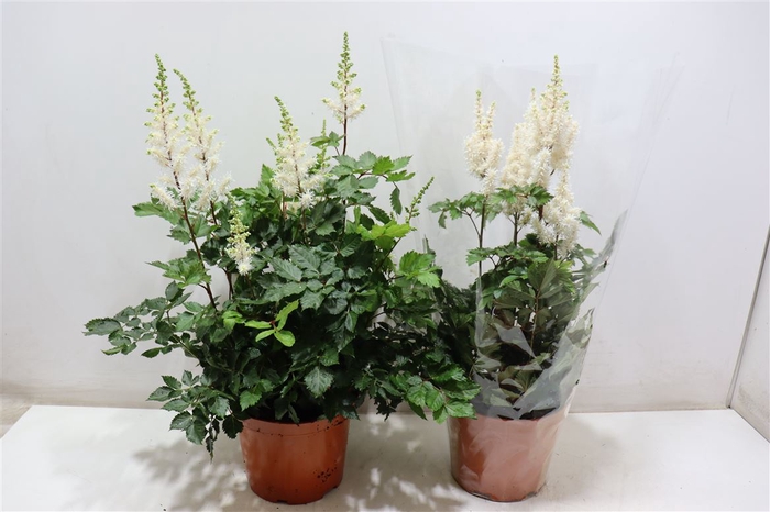 <h4>Astilbe Overig</h4>