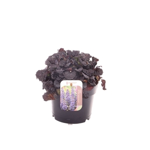 Ajuga reptans Black Scallop