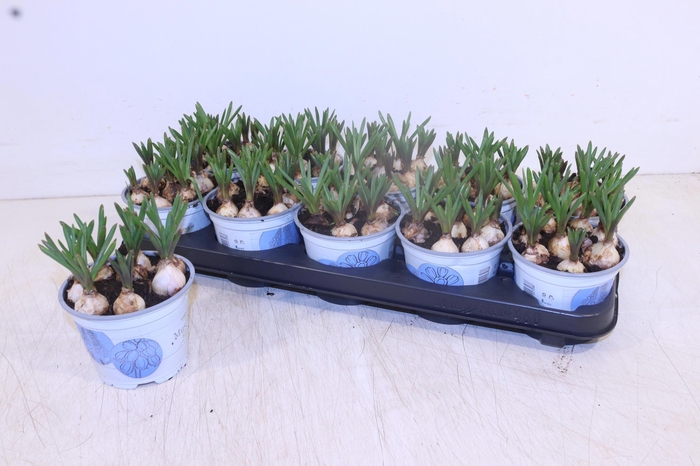 <h4>MUSCAR ARMENIACUM</h4>