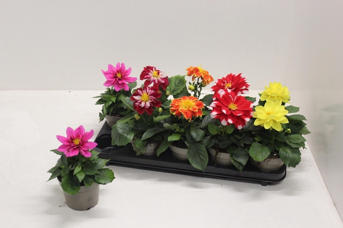 <h4>DAHL L ME GEM</h4>