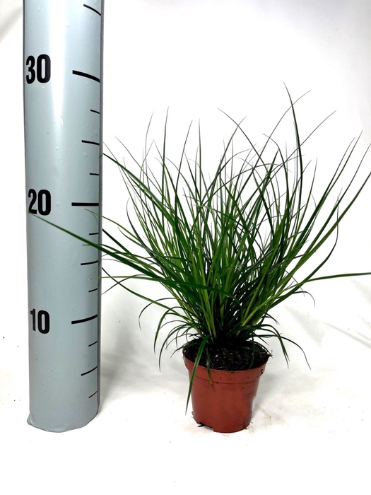 <h4>Carex brunnea</h4>