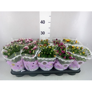 Chrysanthemum   ..mix 2