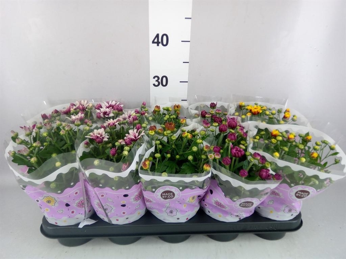 <h4>Chrysanthemum   ..mix 2</h4>