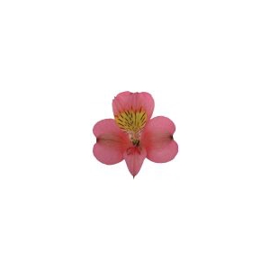 ALSTROEMERIA LIVORNO 080 CM