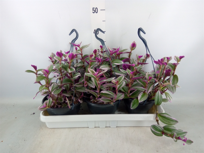 <h4>Tradescantia albif. 'Nanouk'</h4>