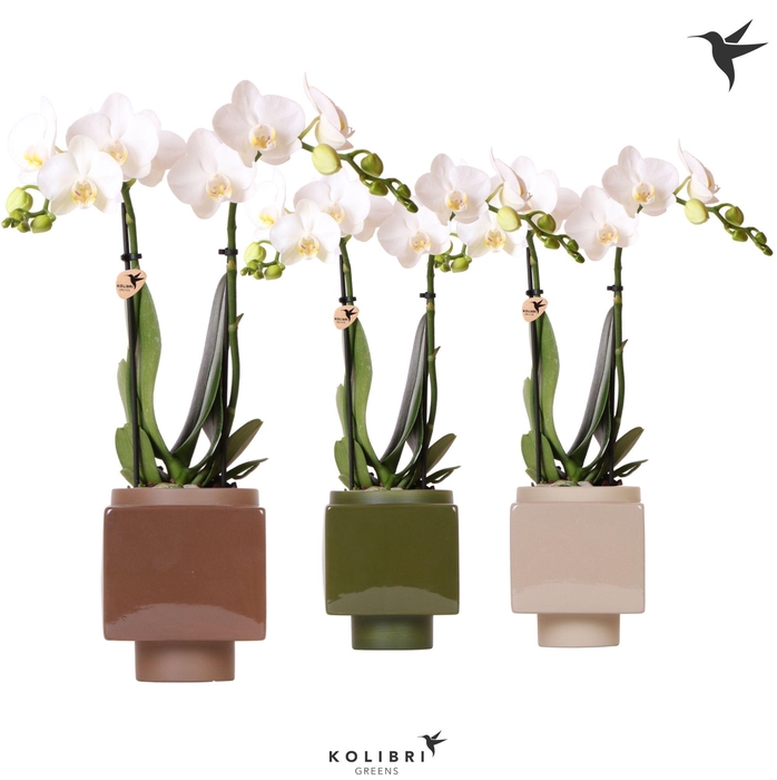 <h4>Kolibri Orchids Phalaenopsis white 2 spike in Cube pot mix</h4>
