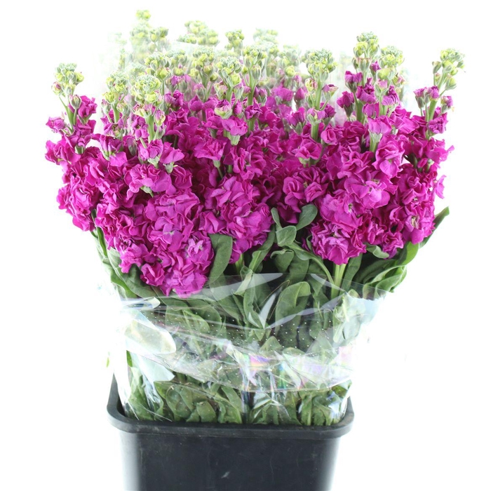 <h4>Matthiola Incana Rose</h4>