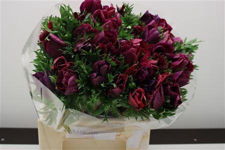 Anem Z Mistral Magenta