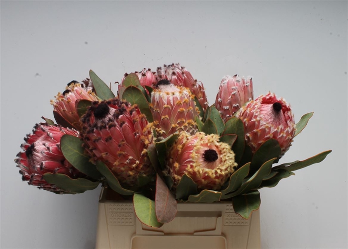<h4>Protea Barbigera</h4>