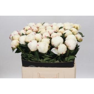 Paeonia Mary E. Nicholls