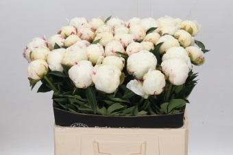 <h4>Paeonia Mary E. Nicholls</h4>