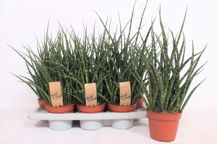 <h4>Sansevieria Fernwood</h4>