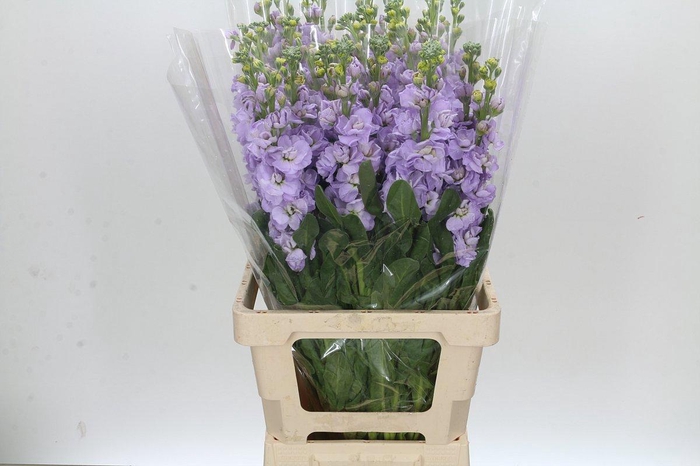 <h4>MATTH IRON MARINE</h4>