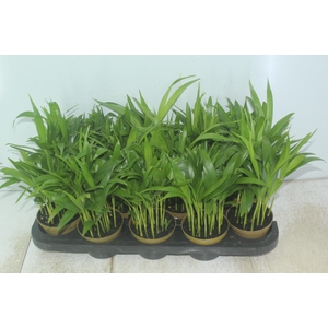 ARECA BAMBU P11