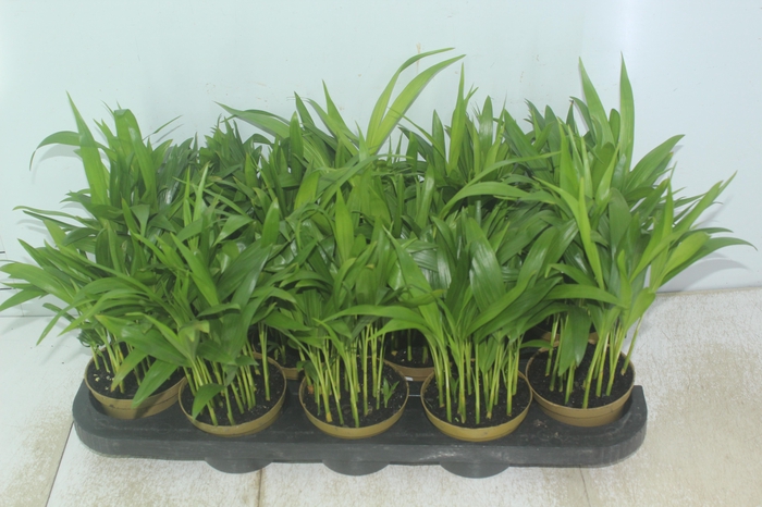 <h4>ARECA BAMBU P11</h4>