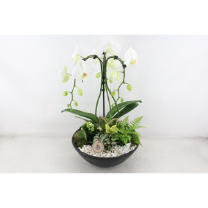 arr2 PL - Ebbischaal x1 paraplu wit