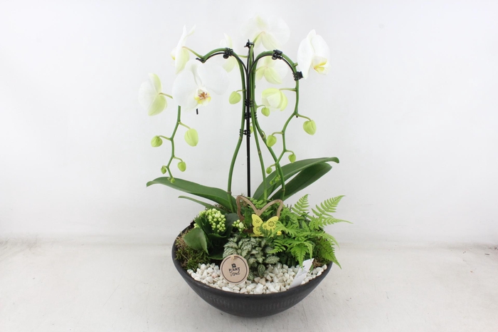 <h4>arr2 PL - Ebbischaal x1 paraplu wit</h4>