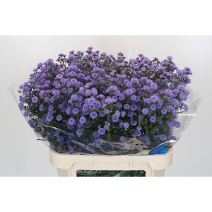 Aster Baby Blue
