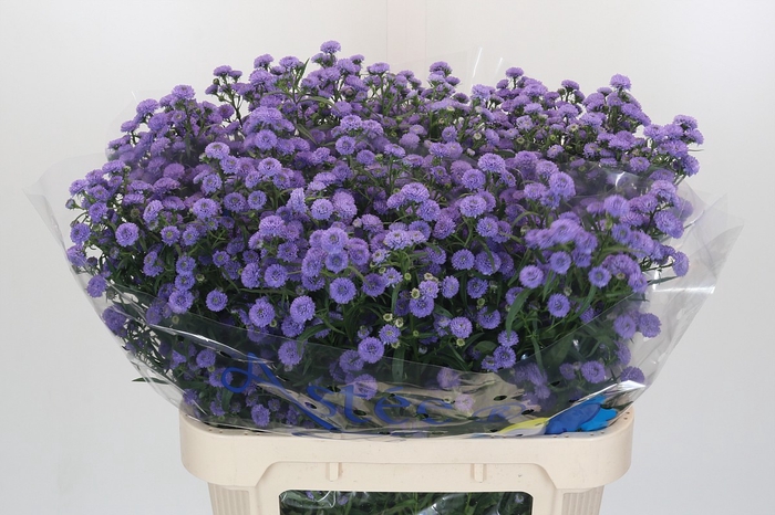 <h4>Aster Baby Blue</h4>