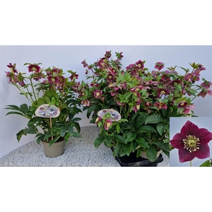 Helleborus orientalis 15Ø 50cm 20fl