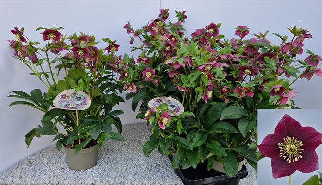 Helleborus orientalis 15Ø 50cm 20fl