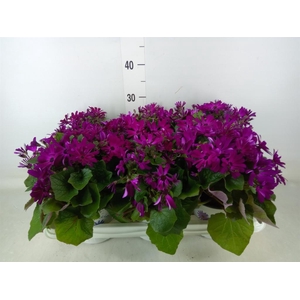 Pericallis cr. 'Mandala Magenta'