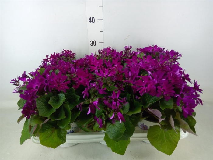 <h4>Pericallis cr. 'Mandala Magenta'</h4>