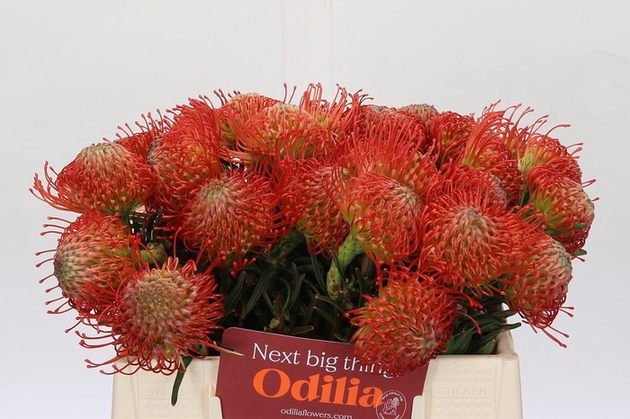 <h4>Nutans Succession</h4>