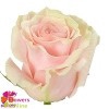 <h4>R Gr Pink Mondial Bicolor 60cm CO</h4>
