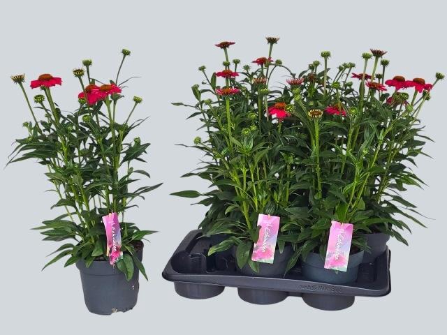 <h4>ECHINA LAK RED OMBRE</h4>