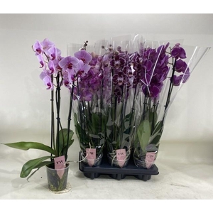 PHAL GEM