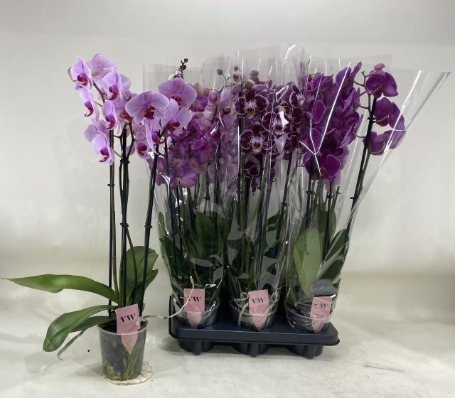 <h4>PHAL GEM</h4>