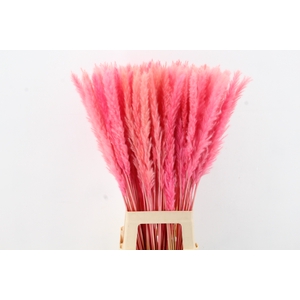 DF Pampas Silvy Bs 10pc Pink