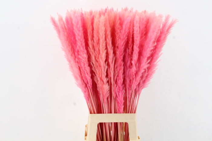 <h4>DF Pampas Silvy Bs 10pc Pink</h4>