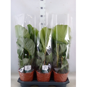 Calathea orbifolia