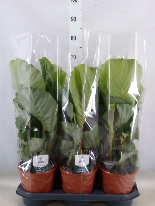 <h4>Calathea orbifolia</h4>