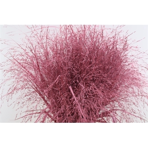 Siergras Panicum Kbh Pink P Stem