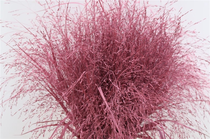 <h4>Siergras Panicum Kbh Pink P Stem</h4>