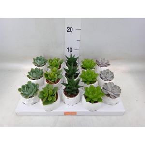 Succulents   ...mix 5