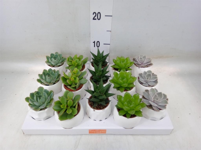 <h4>Succulents   ...mix 5</h4>