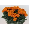 Tagetes Marigold Promise Orange