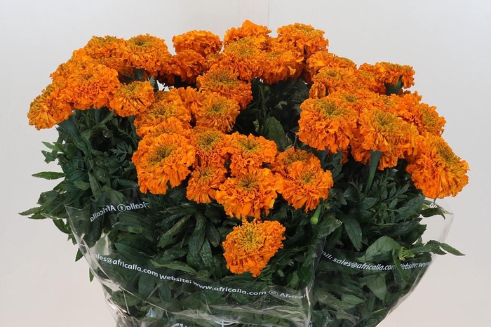 Tagetes Marigold Promise Orange
